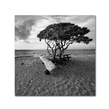 Trademark Fine Art Rob Cherry 'Hawaiian Tree' Canvas Art, 24x24 ALI7331-C2424GG